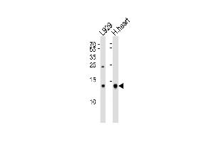 Western blot analysis of lysates from  cell line and human heart tissue lysate(from left to right), using CYCS Antibody (Center) (ABIN6242816 and ABIN6577545). (Cytochrome C 抗体  (AA 21-55))