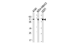 GRB10 Antibody (N-term) (ABIN1881389 and ABIN2843459) western blot analysis in A549,MDA-M, cell line lysates (35 μg/lane). (GRB10 抗体  (N-Term))