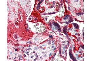 Anti-CCNE1 / Cyclin E1 antibody IHC of human placenta. (Cyclin E1 抗体  (C-Term))