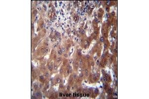 SCLT1 Antibody (C-term) (ABIN656866 and ABIN2846070) immunohistochemistry analysis in formalin fixed and paraffin embedded human liver tissue followed by peroxidase conjugation of the secondary antibody and DAB staining. (Sclt1 抗体  (C-Term))