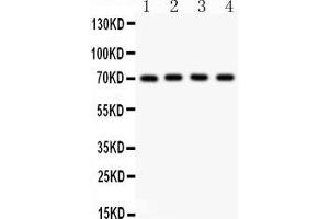 Anti- NRG1 Picoband antibody, Western blottingAll lanes: Anti NRG1  at 0. (Neuregulin 1 抗体  (AA 2-241))