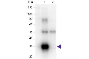 Western Blot of Goat anti-Human λ (Lambda chain) Peroxidase Conjugated Secondary Antibody. (山羊 anti-人 lambda Antibody (HRP) - Preadsorbed)