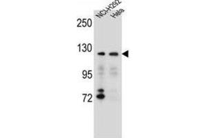 Western Blotting (WB) image for anti-Sorting Nexin 13 (SNX13) antibody (ABIN2996614) (SNX13 抗体)