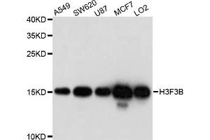 Western blot analysis of extract of various cells, using H3F3B antibody. (H3F3B 抗体)