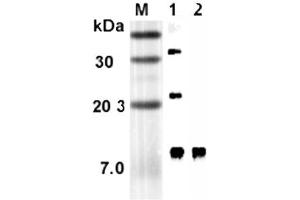 Western blot analysis using anti-RELM-α (rat), mAb (RREL 803)  at 1:5'000 dilution. (RELM alpha 抗体)