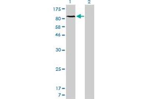 Western Blot analysis of NFKB1 expression in transfected 293T cell line by NFKB1 monoclonal antibody (M01), clone 2E6.