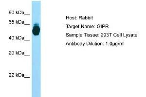 Host: RabbitTarget Name: GIPRAntibody Dilution: 1. (GIPR 抗体  (N-Term))