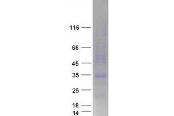 LEPROTL1 Protein (Transcript Variant 1) (Myc-DYKDDDDK Tag)