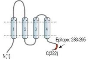 anti-GSG1-Like (GSG1L) (AA 283-295), (C-Term), (Intracellular) antibody