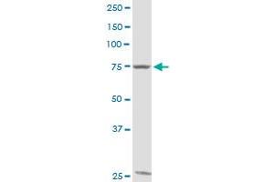 GTSE1 MaxPab rabbit polyclonal antibody. (GTSE1 抗体  (AA 1-720))