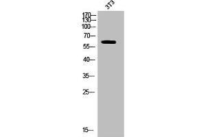 Western Blot analysis of 3T3 cells using Phospho-CRMP-2 (T514) Polyclonal Antibody (DPYSL2 抗体  (pThr514))