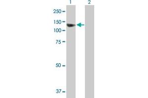 Western Blot analysis of SEC63 expression in transfected 293T cell line by SEC63 MaxPab polyclonal antibody. (SEC63 抗体  (AA 1-760))