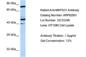 Western Blotting (WB) image for anti-Mitochondrial Ribosomal Protein S31 (MRPS31) (N-Term) antibody (ABIN2789214) (MRPS31 抗体  (N-Term))