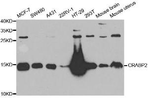 Western blot analysis of extracts of various cell lines, using CRABP2 antibody. (CRABP2 抗体  (AA 22-94))