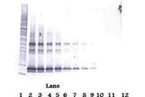 Image no. 2 for anti-Tumor Necrosis Factor (Ligand) Superfamily, Member 14 (TNFSF14) antibody (Biotin) (ABIN465442) (TNFSF14 抗体  (Biotin))