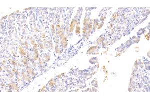 Detection of ATG7 in Mouse Stomach Tissue using Polyclonal Antibody to Autophagy Related Protein 7 (ATG7) (ATG7 抗体  (AA 477-698))