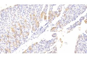 Detection of ATG7 in Mouse Stomach Tissue using Polyclonal Antibody to Autophagy Related Protein 7 (ATG7)