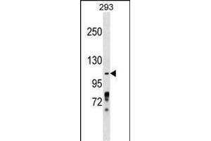 ZBTB4 Antibody (Center) (ABIN1538396 and ABIN2849138) western blot analysis in 293 cell line lysates (35 μg/lane). (ZBTB4 抗体  (AA 401-430))