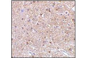 Immunohistochemistry of NogoA in mouse brain tissue with this product at 2. (Reticulon 4 抗体  (Isoform 1))