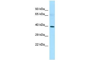 WB Suggested Anti-PAQR8 Antibody Titration: 1.