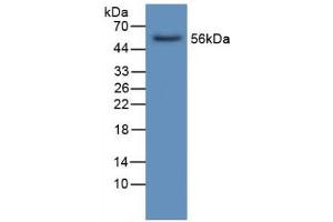 Western blot analysis of Human Liver Tissue. (LIPC 抗体  (AA 25-247))