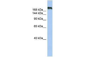 WB Suggested Anti-CNTNAP4 Antibody Titration:  0.