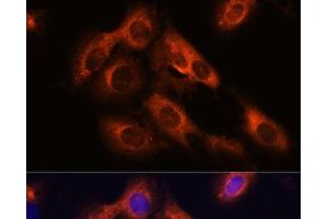 Immunofluorescence analysis of C6 cells using RAPH1 Polyclonal Antibody at dilution of 1:100. (RAPH1 抗体)