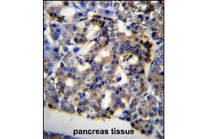 C10orf2 Antibody (C-term) (ABIN656726 and ABIN2845951) immunohistochemistry analysis in formalin fixed and paraffin embedded human pancreas tissue followed by peroxidase conjugation of the secondary antibody and DAB staining.