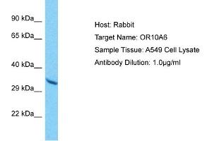 Western Blotting (WB) image for anti-Olfactory Receptor, Family 10, Subfamily A, Member 6 (OR10A6) (C-Term) antibody (ABIN2791807)