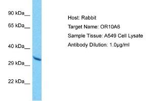 Host: Rabbit Target Name: OR10A6 Sample Type: A549 Whole Cell lysates Antibody Dilution: 1. (OR10A6 抗体  (C-Term))