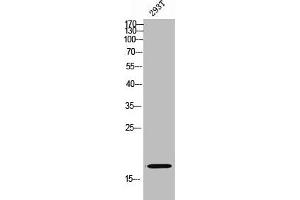 Western Blot analysis of 293T cells using TUSC2 Polyclonal Antibody (TUSC2 抗体  (Internal Region))