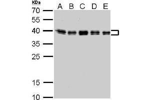 WB Image hnRNP C1/C2 antibody detects HNRNPC protein by Western blot analysis. (HNRNPC 抗体)
