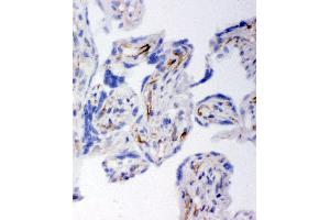 Anti-HSD17B2 antibody, IHC(F) IHC(F): Human Placenta Tissue (HSD17B2 抗体  (C-Term))