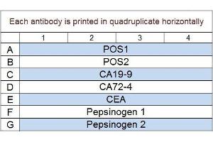 Image no. 1 for Human Gastric Cancer Biomarker Array Q1 (ABIN4956063) (人 Gastric Cancer Biomarker Array Q1)