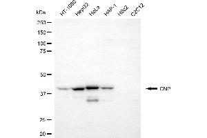Western blotting analysis using CNP antibody (ABIN7797416). (Cnpase 抗体)