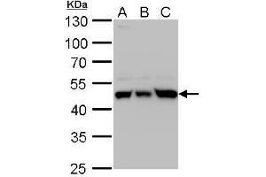 WB Image UQCRC1 antibody detects UQCRC1 protein by western blot analysis. (UQCRC1 抗体)