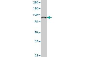 TOP3B monoclonal antibody (M01), clone 4F11 Western Blot analysis of TOP3B expression in K-562 . (TOP3B 抗体  (AA 1-862))