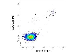 Flow cytometry dot-plot staining pattern of rFel d 1 recombinant allergen stimulated human peripheral whole blood lymphocytes and basophils of a proven allergic donor stained using anti-human CD63 (MEM-259) FITC and anti-human CD203c (NP4D6) PE antibodies .