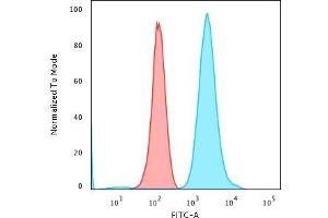 Flow Cytometric Analysis of PFA-fixed K562 cells using Fascin-1 Mouse Monoclonal Antibody (FSCN1/417) followed by Goat anti-Mouse IgG-CF488 (Blue); Isotype Control (Red) (Fascin 抗体)