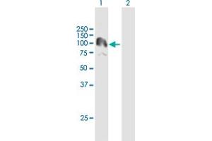 Western Blot analysis of PKN3 expression in transfected 293T cell line by PKN3 MaxPab polyclonal antibody.