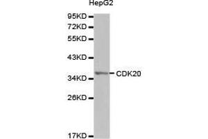 Western Blotting (WB) image for anti-Cyclin-Dependent Kinase 20 (CDK20) antibody (ABIN1871721) (CCRK 抗体)