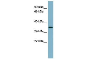 WB Suggested Anti-MUC15 Antibody Titration:  0. (MUC15 抗体  (Middle Region))
