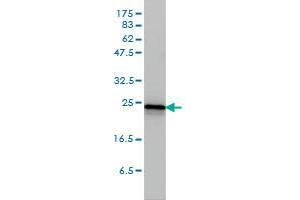 Western Blotting (WB) image for anti-Related RAS Viral (R-Ras) Oncogene Homolog 2 (RRAS2) (AA 1-204) antibody (ABIN564936)