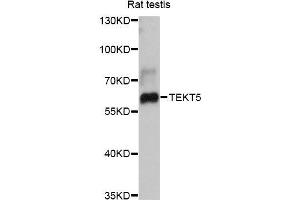 Western blot analysis of extracts of rat testis, using TEKT5 antibody (ABIN5999026) at 1:3000 dilution. (TEKT5 抗体)