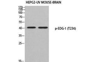 Western Blot (WB) analysis of HepG2-UV Mouse Brain using p-EDG-1 (T236) antibody. (S1PR1 抗体  (pThr236))