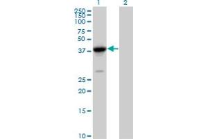 Western Blot analysis of FANCL expression in transfected 293T cell line by FANCL MaxPab polyclonal antibody. (FANCL 抗体  (AA 1-375))