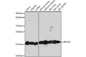 RPS20 抗体