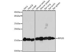 Western blot analysis of extracts of various cell lines, using RPS20 Rabbit mAb (ABIN7270017) at 1:1000 dilution. (RPS20 抗体)