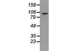 Image no. 2 for anti-Prominin 2 (PROM2) antibody (ABIN1500436) (Prominin 2 抗体)