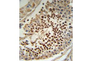 KLF5 Antibody (C-term) (ABIN391515 and ABIN2841476) IHC analysis in formalin fixed and paraffin embedded human testis tissue followed by peroxidase conjugation of the secondary antibody and DAB staining. (KLF5 抗体  (C-Term))